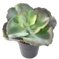 SUCCULENTE Artificielle RONDE 24