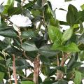CAMELIA Artificiel JAPONICA DOUBLE NEW