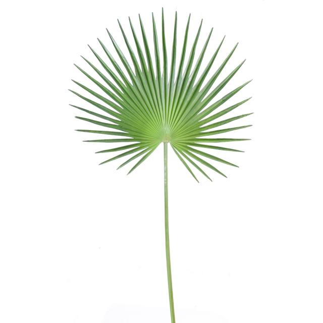 Palme artificielle PALMIER CAMERUS