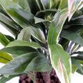 Dracaena artificiel CORDYLINE TOUFFE