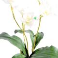 Lycaste Orchidee artificiel