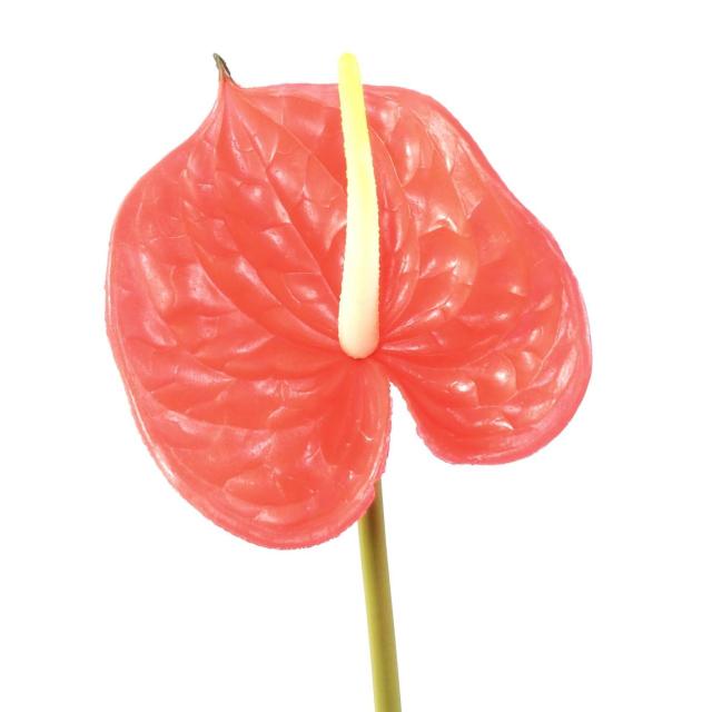 Anthurium SPRAY Artificiel 58 cm