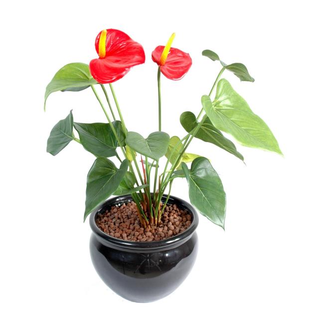 Anthurium artificiel 2fl