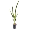 Sansevieria artificiel PIQUET GM