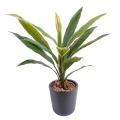 Dracaena artificiel CORDYLINE