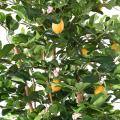 Citronnier Sunny