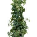 Cissus artificiel