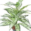 AGLAONEMA Artificiel *28