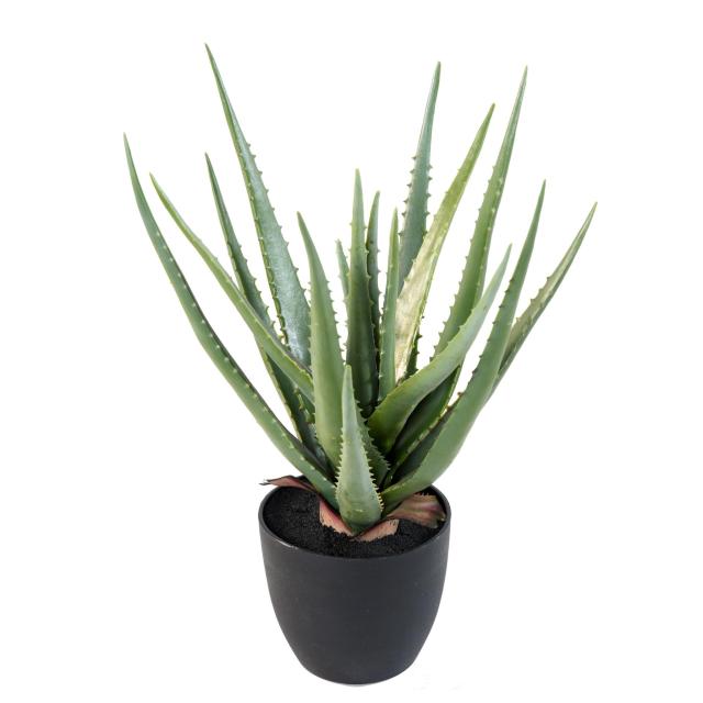 Aloe Vera Artificiel Pic