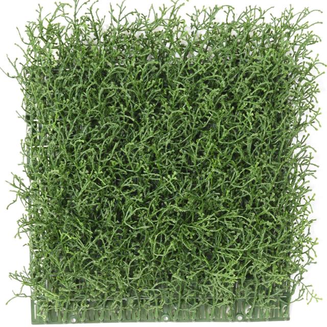 Calocephalus Artificiel en Plaque