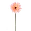 Gerbera