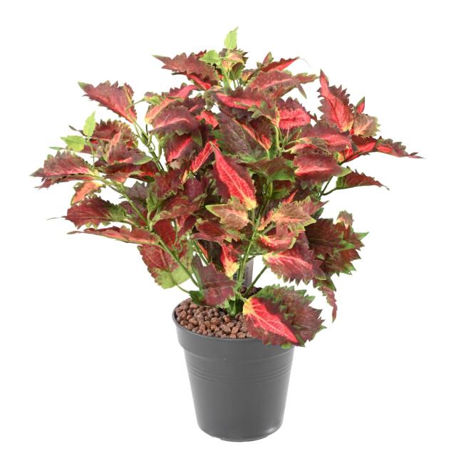 Coleus Dentelle Artificiel en Piquet