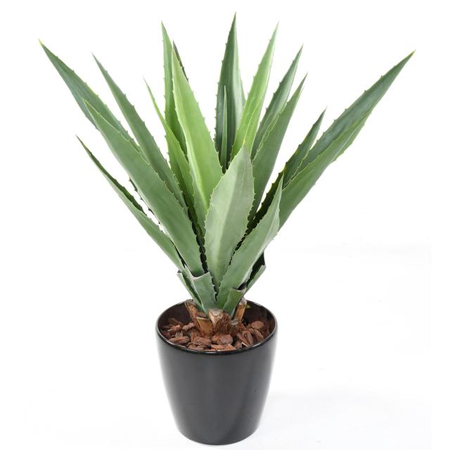 AGAVE artificielle FURCRAEA