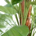 Pothos artificiel GEANT
