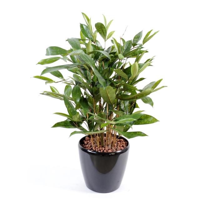 Dracaena artificiel SURCULOSA POT