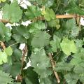 VIGNE Artificielle HAIE PLAST UV RESISTANT