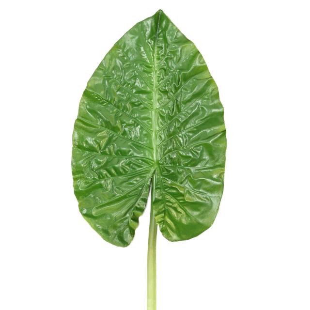 Feuille Artificielle Alocasia Ronde