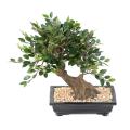BONSAI ORME Artificiel EN COUPE gravier