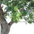 Pittosporum artificiel ARBRE