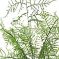 ASPARAGUS Artificiel 50 POT