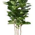 LYRATA Artificiel MULTI GF
