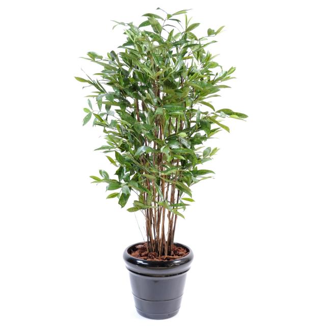 Dracaena Surculosa Artificiel