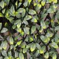 CHARME PALISSADE Grandes Feuilles