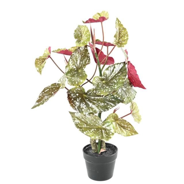 BEGONIA Artificiel MACULATA 70