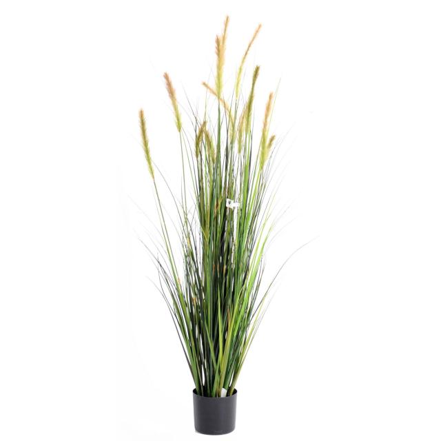 Foxtail artificiel GF