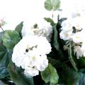 Geranium artificiel*115