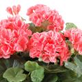 Geranium artificiel*115