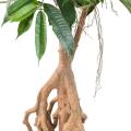 FICUS Artificiel ROOT LONGIFOLIA