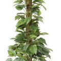 POTHOS Artificiel TUTEUR