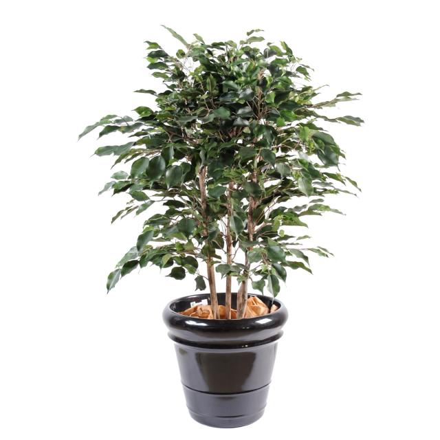 Ficus artificiel EXOTICA BUISSON