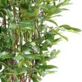 Dracaena artificiel SURCULOSA