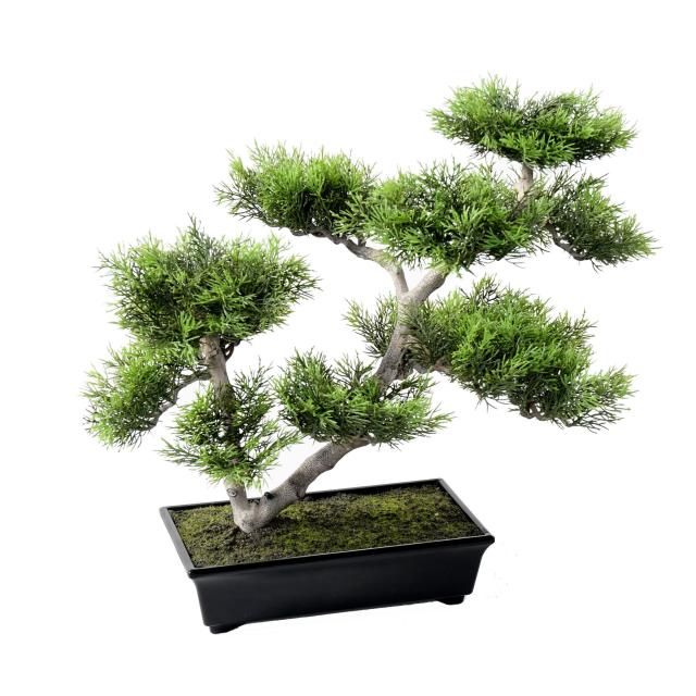 Bonsai Pin Artificiel en Coupelle