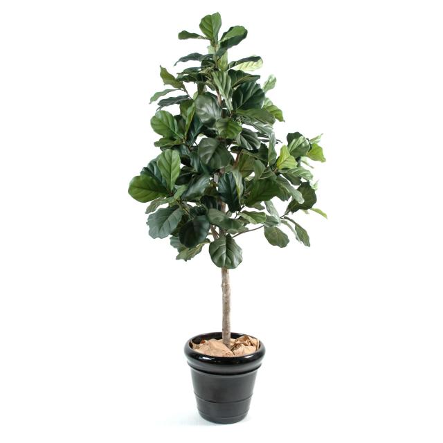 Lyrata Artificiel - Figuier