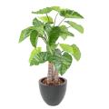 ALOCASIA Artificiel