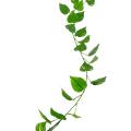 POTHOS Artificiel GUIRLANDE FR - Fire Resistant