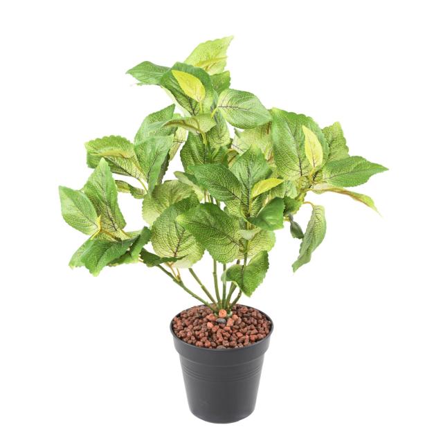 COLEUS Artificiel 40 V