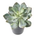 SUCCULENTE Artificielle *25