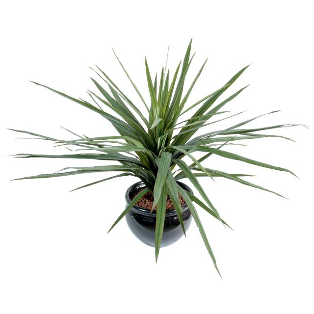 Dracaena Marginata Artificiel 58 Feuilles