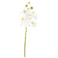 PHALAENOPSIS Artificielle