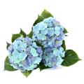 HORTENSIA Artificiel *3T 45 UV RESISTANT