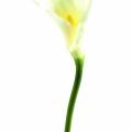 Arome M Artificiel (ARUM)
