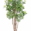 Aralia artificiel ming nitida