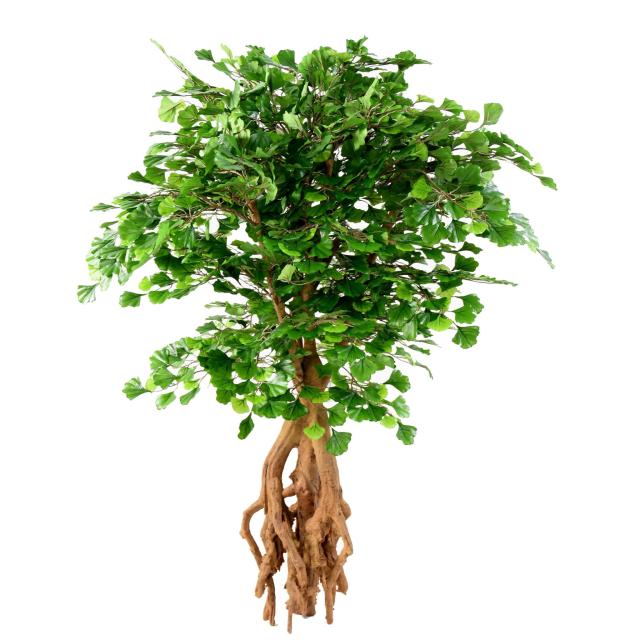 GINKGOBILOBA artificiel ROOT