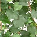 VIGNE Artificielle HAIE PLAST UV RESISTANT