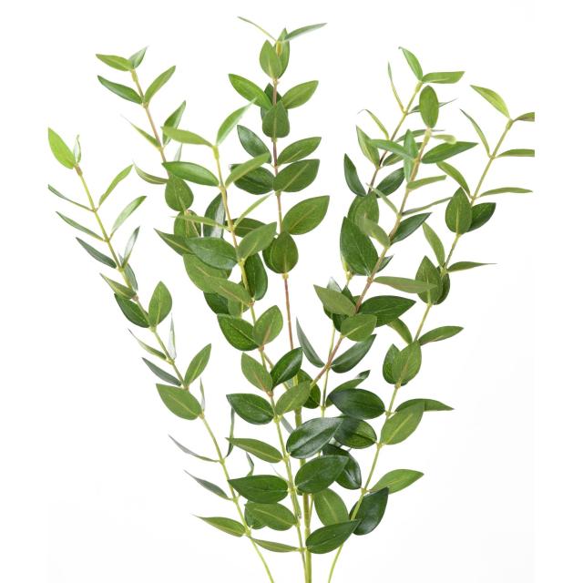 Eucalyptus *144