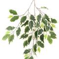 Ficus artificiel FAT SPRAY*48